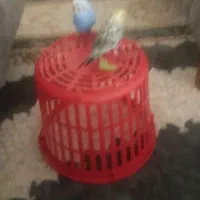 مرغ عشق گم شده