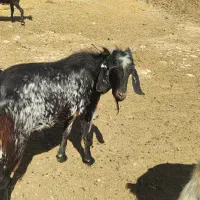 کهره نر گوشتی