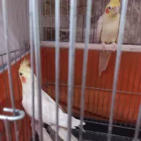 عروس هلندی|پرنده|کرج, حصارک بالا|دیوار