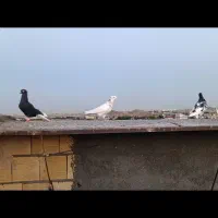 همه نر