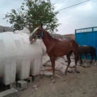 خریداسب پالونی وفروش|اسب و تجهیزات اسب‌سواری|اصفهان, جنیران (لادان)|دیوار