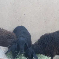 فروش بره نر ..فقط نقد|حیوانات مزرعه|گلپایگان, |دیوار