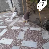 کله قرمز|پرنده|ایرانشهر, |دیوار