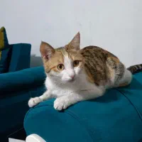 گربه ماده خانگی مجانی با ادب|گربه|بجنورد, |دیوار