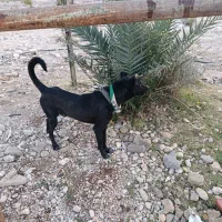 سگ نگهبان|سگ|جهرم, |دیوار