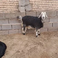 بز دو بیگ نر