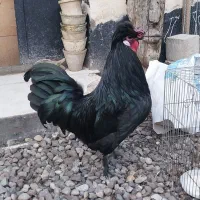 خروس خاص نژاد دار