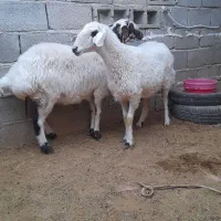 فروش. دوراس شیشک اول زه ابستن