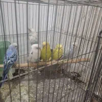 مرغ عشق نرو ماده فنچ نرگسی