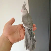 عروس هلندی دون خور فول دستی|پرنده|گنبد کاووس, |دیوار