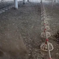 بند سراجی کود مرغی