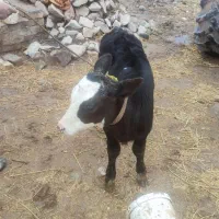 گوساله ماده مونت