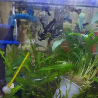 فروش ماهی گوپی|ماهی|کرمان, |دیوار