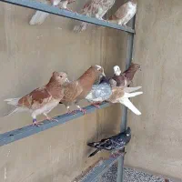 کفتر ۱۶ سرور و شازه زرد