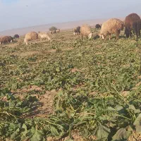 میش آبستن|حیوانات مزرعه|عطاملک, |دیوار