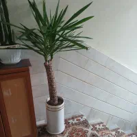 گیاه اپارتمانی