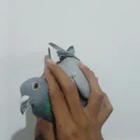 کبوتر آلمانی کیلومتری