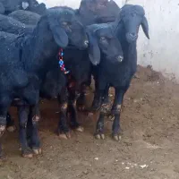 بره قوچ های موفر|حیوانات مزرعه|باروق, |دیوار