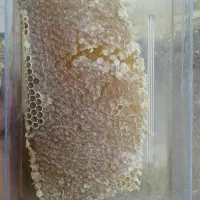 عسل درجه یک چهارمحال بختیاری|خوردنی و آشامیدنی|اردکان, |دیوار