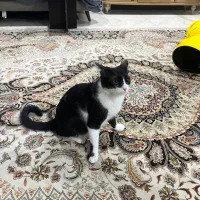 واگذاری گربه تاکسیدو (نر)