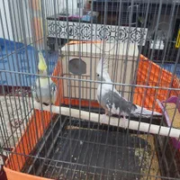 جفت عروس مولد کارداده سرحال