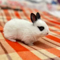 خرگوش مینیاتوری فنچ سفید چشم آهویی