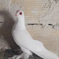 کفتر قرمز گوز ارکح