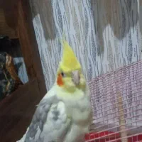 عروس هلندی در هر مدل