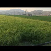 اجاره-زمین-کشاورزی