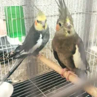 عروس هلندی با جوجه