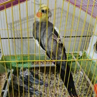 طوطی عروس|پرنده|بهبهان, |دیوار