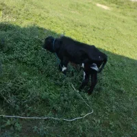 دو عدد ورزا کوله یا گاو نر