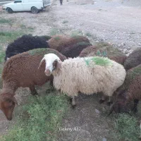 بره ماده  ۱۳عدد