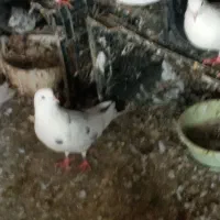 کبوتر|پرنده|آق قلا, |دیوار