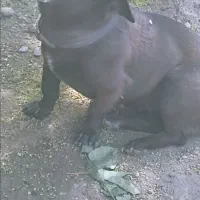 پاکوتاه ماده