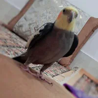 عروس هلندی سخنگو و دستی معاوضه با گرینجیک