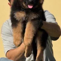 توله ژرمن دورنگ و بلک