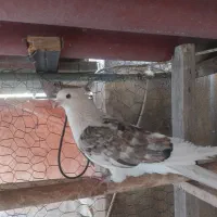 کفتر کبوتر سو قدیم پرشی|پرنده|ری, فیروزآبادی|دیوار