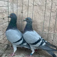 کبوتر پلاکی|پرنده|یزد, |دیوار