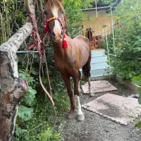 نریان درج یک