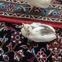 فروش طاووس های بالغ دوعدد جوجه طاووس|پرنده|گرگان, |دیوار