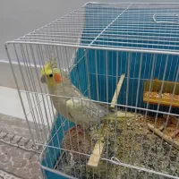 عروس هلندی دستی