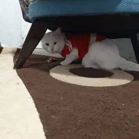 گربه پرشین کم یاب|گربه|شهریار, شهرک امیریه|دیوار