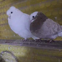 36 عدد کفتر آس کبوتر