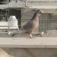 کبوتر لوی نر