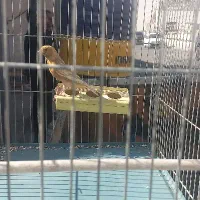 قناری فائو سوخته ابلغ هرسه نر شلاقی سلامت کامل