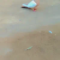 سینه زرد ماده|پرنده|خسروشاه, |دیوار