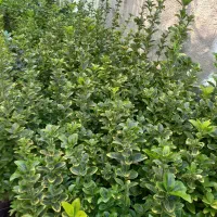 فروش شمشاد|گل و گیاه طبیعی|رحیم‌آباد, |دیوار