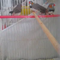 فنچ بالغ|پرنده|شیروان (خراسان), |دیوار