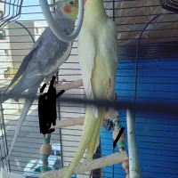 پرنده عروس هلندی|پرنده|فردیس, شهرک ارم|دیوار